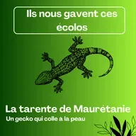 Ils nous gavent ces écolos! La tarente de Maurétanie, un gecko qui colle à la peau