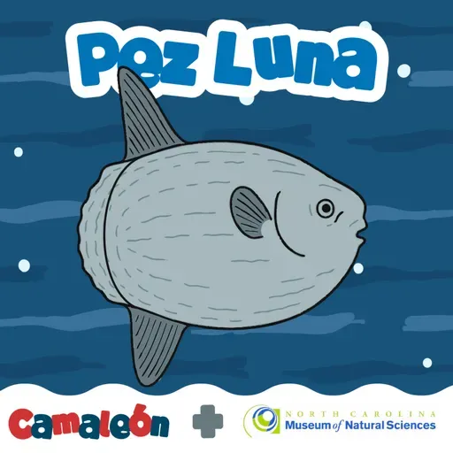 Pez luna: El gigante que nada de lado