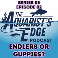 Endlers vs Guppies Explained: Species Differences, Genetics, Tank Setup & Breeding Success