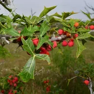 Paleoforaging - The Ethnobotany of Some Central Texas Plants w/ Cyrus Harp