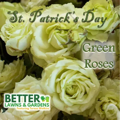 S2 Ep434: Better Lawns and Gardens - St. Patrick's Day Green March 14, 2026