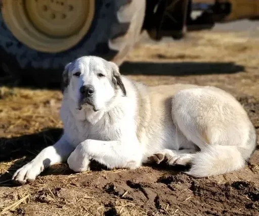 MISSING PERSONS FOUND (#3A) OUR CANINE HEROES