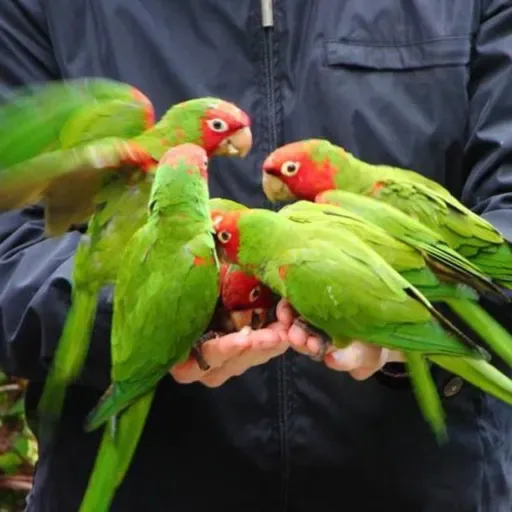 The Wild Parrots of San Francisco
