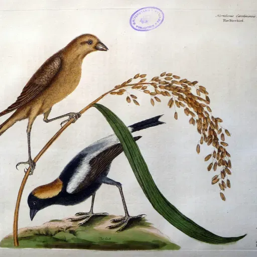 EP 297: Philippines- How the First Head was Taken, The Serpent Eagle, The Tattooed Men, Tilin, The Rice Bird (Cole)