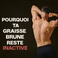 Érythritol danger cardiovasculaire, graisse brune et obésité sarcopénique