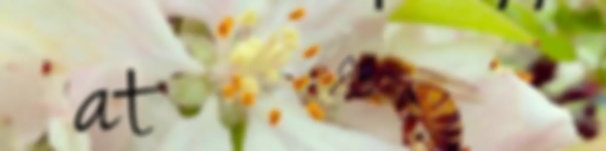 Beekeeping at FiveApple