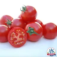 2026 All America Selections Plant Winners