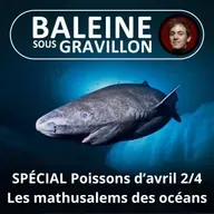 SPÉCIAL Poissons d'avril 2/4 : Les mathusalems des océans (Bill François)