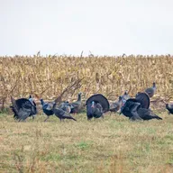 238: Justin Bruehl and Coby Sharp Talk Wildlife Conservation