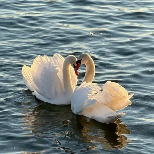 ١٨١| شحلاتها🤩