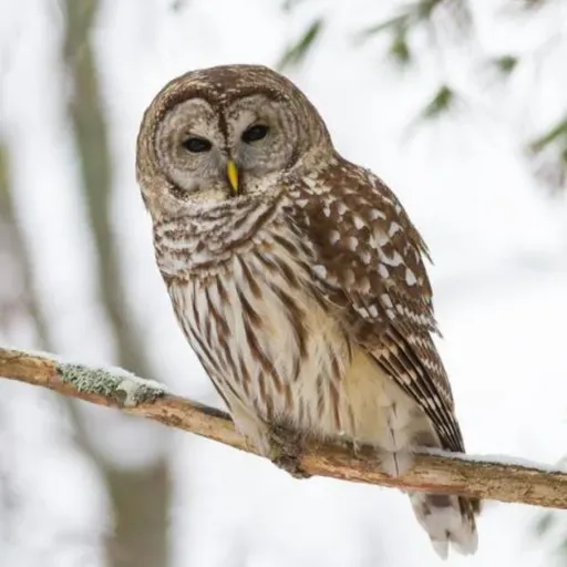 Freedom Song: Harriet Tubman’s Barred Owl Call