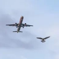 Wird ein Flugzeug schwerer, wenn ein Vogel darin fliegt?