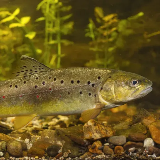 Wie schlafen Fische im Fluss, ohne von der Strömung abgetrieben zu werden?