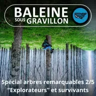 SPÉCIAL Arbres remarquables 2/5 : Les "durs à cuire" et les "explorateurs"