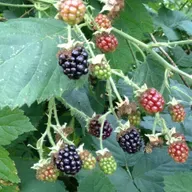 Epsiode 253 "Beyond the Bramble: Blackberries"