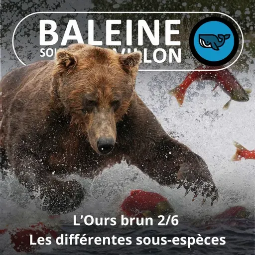 S07E154 L'Ours brun 2/6 : Grizzly, kodiak, européen... les différentes sous-espèces (Rémi Dupouy)