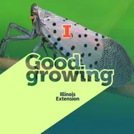 Ep. 226 Spotted lanternfly in Illinois: Where it is and what to look for | #GoodGrowing