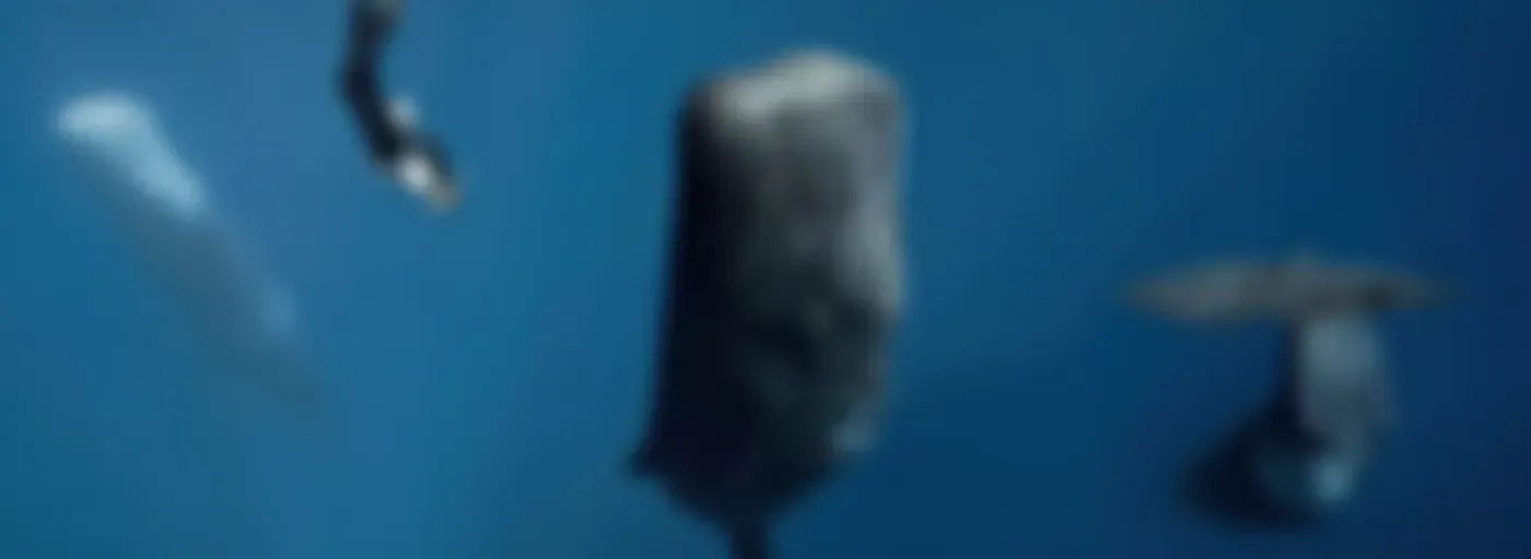 Baleine sous Gravillon