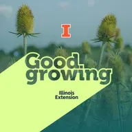 Gardenbite: Teasel - An invasive species coming to a roadside near you?  | #GoodGrowing