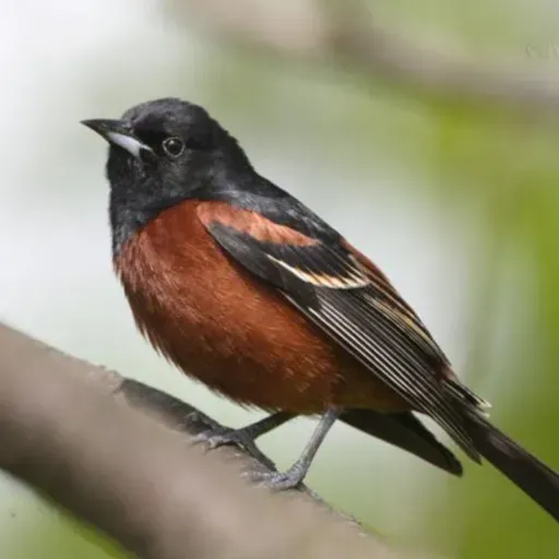 Songbirds Migrate Across the Gulf of Mexico