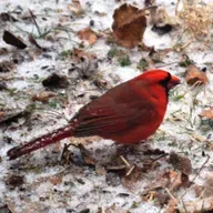 S1E19 - Lucy Arguijo Talks to Jerry about birding by ear