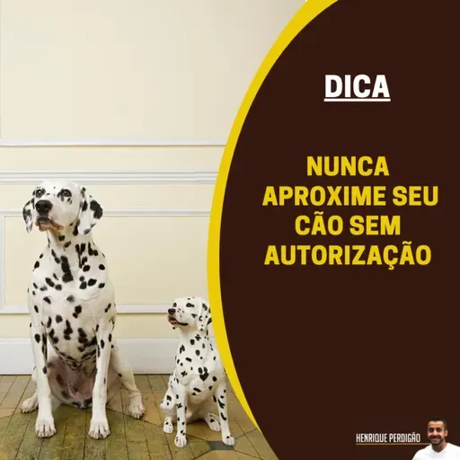 Nunca se aproxime de um cão sem permissão