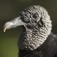 The Vulture's Iron Stomach