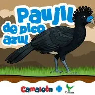 Paujil de pico azul: Belleza al borde de desaparecer