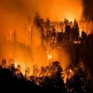 Klimawandel: Führt mehr Hitze zu mehr Waldbränden?