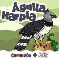 Águila Harpía: Fuerza en lo más alto