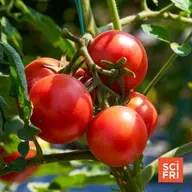Scientists Identify Genes For Tomato And Eggplant Size