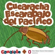 Cucaracha del Pacífico: la que queda embarazada