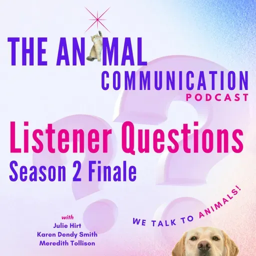 Listener Questions Season Finale