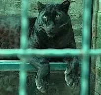 THE BRAZILIAN CAT (PT 1) SIR ARTHUR CONAN DOYLE