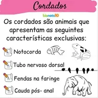 Cordados