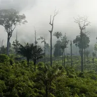 Die Woche vom Samstag 15.11.2025 bis 21.11.2025 - Deutschland gibt Geld für Schutz von Regen-Wald, Streit über die Rente in der Bundes-Regierung, Israel darf wieder Waffen aus Deutschland bekommen