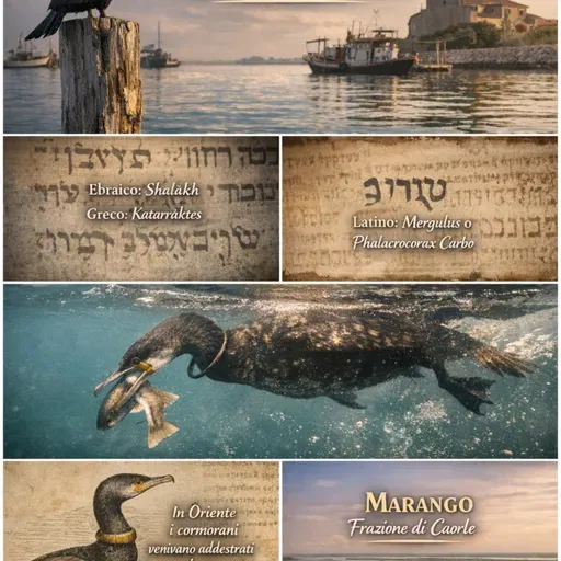Il cormorano (marangone)