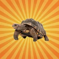 La tortue charbonnière à pattes rouges est optimiste !