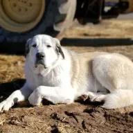 MISSING PERSONS FOUND (#3A) OUR CANINE HEROES