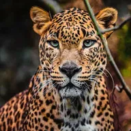 DESTINOS DE ENSUEÑO: SRI LANKA