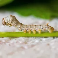 Gusanos Que No Temen