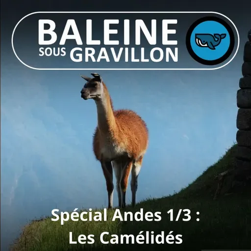 SPÉCIAL ANDES 1/3 : Les Camélidés, Lama, Alpaga, Guanaco et Vigogne (Ma vie au Chili)