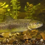 Wie schlafen Fische im Fluss, ohne von der Strömung abgetrieben zu werden?