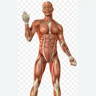 Yo soy Muscular 28/05/2021