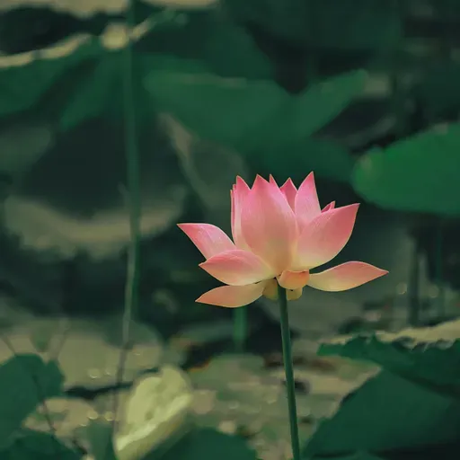 Meditação Soltando preocupações com o mantra "So Hum"