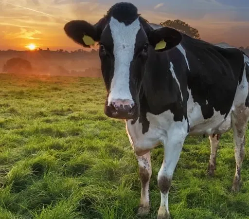 Pádraig S. Ó Murchadha, ón Ionad Turas Siar