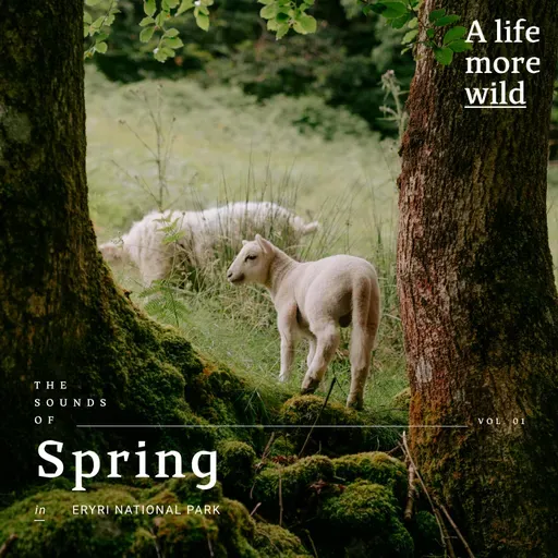 The Sounds of Spring in Eryri National Park