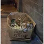 Free Kittens