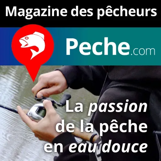 Le chevesne un poisson abondant, à rechercher pour s'amuser