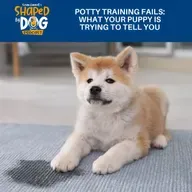 Potty Training Fails: What Your Puppy Is Trying To Tell You  #312